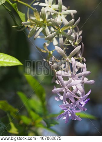 Flower Purple Sandpaper Vine Purple Wreath Bouquet Of Five Petals Like Five Pointed Hairy Base Of Th