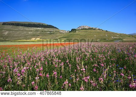Norcia (pg), Italy - May 25, 2015: The Famous Spring Flowering In The Fields Around Castelluccio Di 