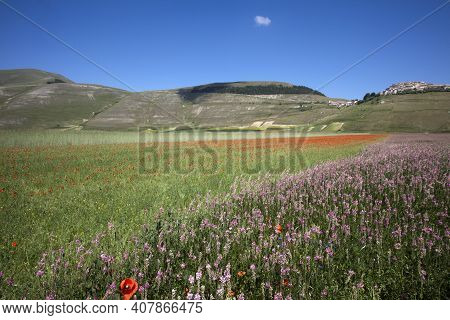 Norcia (pg), Italy - May 25, 2015: The Famous Spring Flowering In The Fields Around Castelluccio Di 