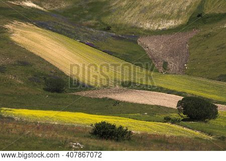 Norcia (pg), Italy - May 25, 2015: The Famous Spring Flowering In The Fields Around Castelluccio Di 