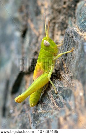 green grasshopper in natural habitat in summer