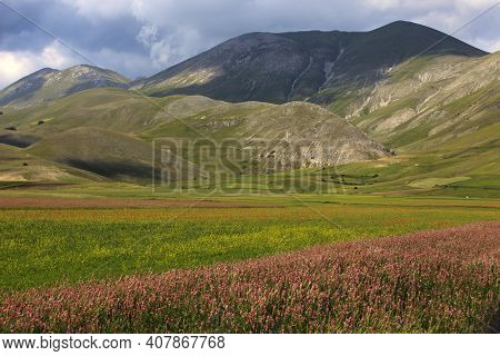 Norcia (pg), Italy - May 25, 2015: The Famous Spring Flowering In The Fields Around Castelluccio Di 