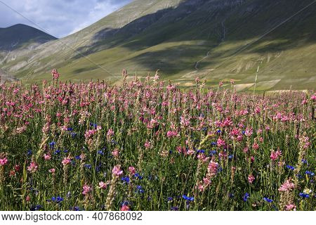 Norcia (pg), Italy - May 25, 2015: The Famous Spring Flowering In The Fields Around Castelluccio Di 