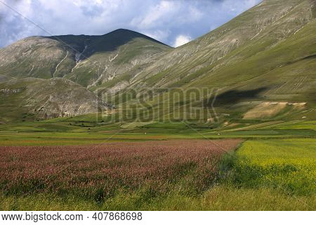 Norcia (pg), Italy - May 25, 2015: The Famous Spring Flowering In The Fields Around Castelluccio Di 