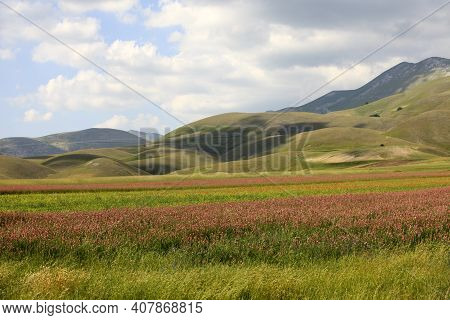 Norcia (pg), Italy - May 25, 2015: The Famous Spring Flowering In The Fields Around Castelluccio Di 