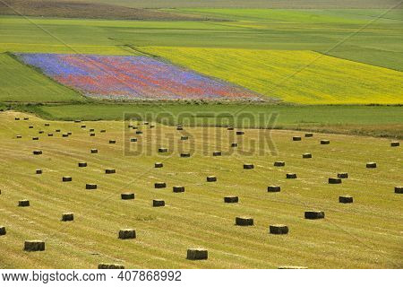 Norcia (pg), Italy - May 25, 2015: The Famous Spring Flowering In The Fields Around Castelluccio Di 