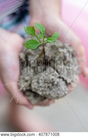 Environment Earth Day In The Hands Of Trees Growing Seedlings. Bokeh Background Female Shild Hand Ho