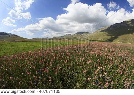 Norcia (pg), Italy - May 25, 2015: The Famous Spring Flowering In The Fields Around Castelluccio Di 