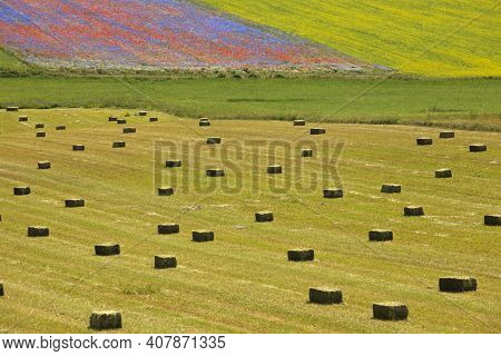 Norcia (pg), Italy - May 25, 2015: The Famous Spring Flowering In The Fields Around Castelluccio Di 