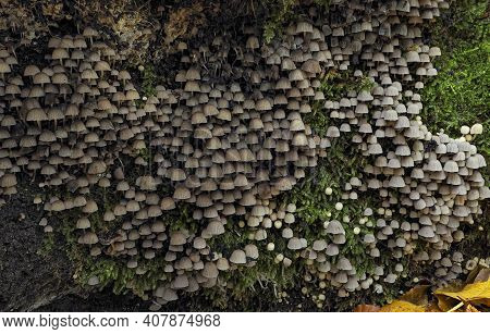 The Fairy Inkcap (coprinellus Disseminatus) Is An Inedible Mushroom , An Intresting Photo