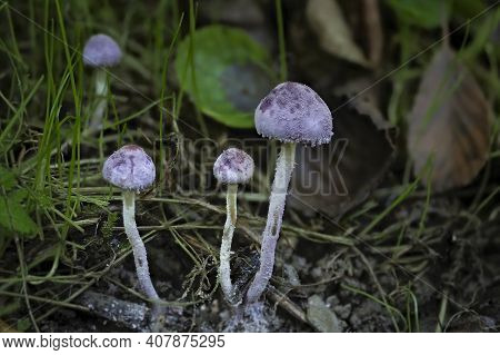 Cystolepiota Bucknallii Is A Species Of Basidiomycete Fungus Of The Genus Cystolepiota. , An Intrest
