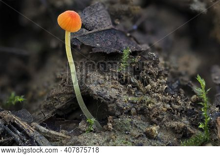 The Orange Bonnet (mycena Acicula) Is An Inedible Mushroom , An Intresting Photo