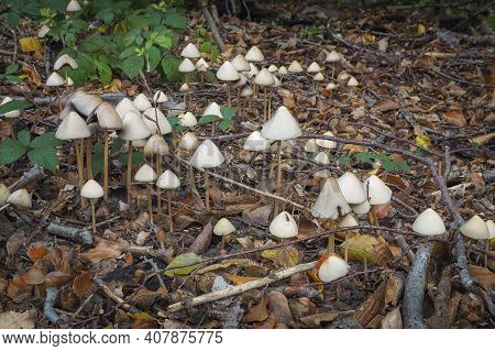The Parasola Conopilus Is An Inedible Mushroom , An Intresting Photo