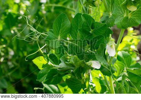 Green Pea Plants With Flowers And Leaves Is Growing On Garden Bed At Summer On Bright Sunlight. Incr