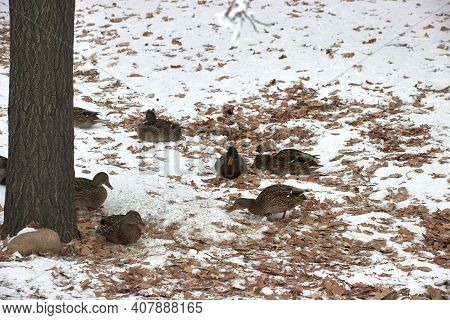 Ducks On Snow Near Tree In Snow-covered Park