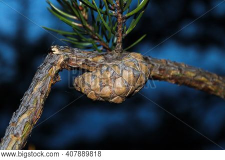 A Young Pinecone On A Broken Branch Against A Blue Background