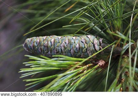 Side View Of A Long Young Pine Cone On A Branch