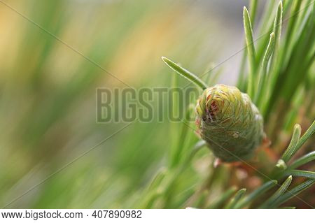 Top View Of A Pine Cone Against A Blurred Green Background