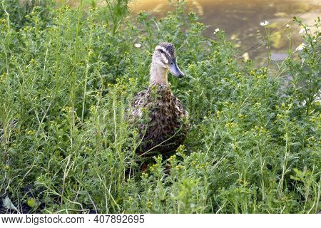 Domestic Bird. The Duck Is Hiding In The Grass. The Gray Duck Walks In The Open Air.