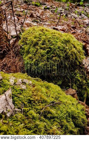 Swamp Plants, Mosses And Ferns In A Damp Forest. Washington State