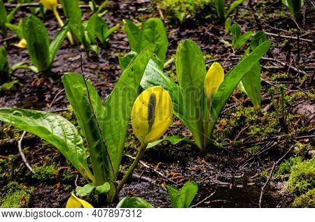 Western Skunk Cabbage (lysichiton Americanus) In A Red Alder Grove, Olympic National Park