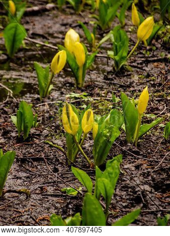 Western Skunk Cabbage (lysichiton Americanus) In A Red Alder Grove, Olympic National Park