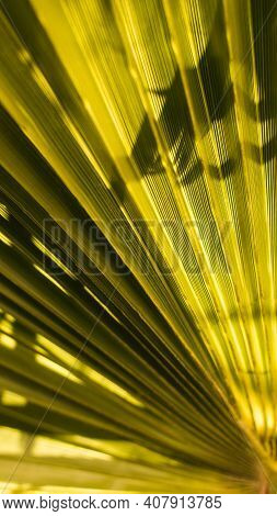 Green Palm Tree Close Up Background - Gofre Leaf Wallpaper