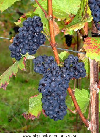 Fransız üzüm Pinot Noir Alsace'deki / daki