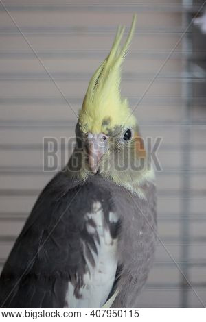 Cockatiel (nymphicus Hollandicus), A Grey And Yellow Companion Parrot