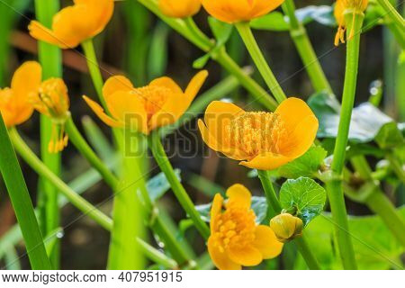 Plant With A Thick, Hollow Stem, Heart To Kidney-shaped, Dark Green, Glossy Leaves And Glossy Yolk Y