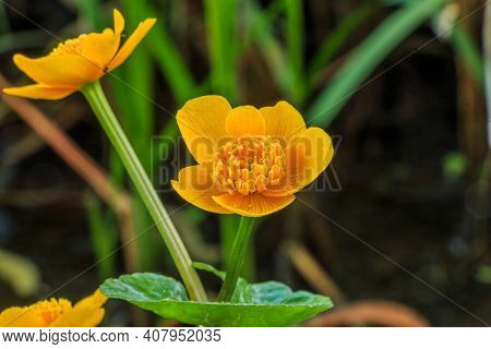 Two Open Flowers Of The Marigold. Detail Of A Body Of Water. Flower Stem With Heart-shaped Leaves. P