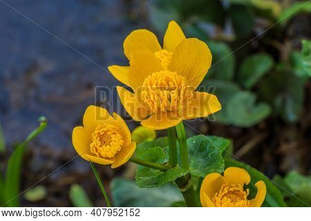 Three Flowers Of The Marsh Marigold. Yellow Open Flowers In A Damp Area. Green Flower Stems With Hea