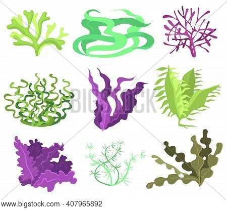 Sea Seaweeds Set. Green Purple And Brown Algae Isolated On White Background. Vector Illustrations Co