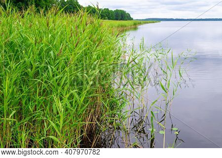 Reeds And Cane At Usmas Lake Shore In Latvia. Green Natural Background. Summer Lake On Evening Befor