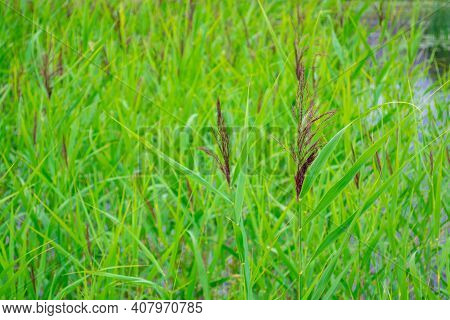 Green Natural Background. Selective Focus Of Reeds And Cane At Usmas Lake Shore In Latvia. Summer La