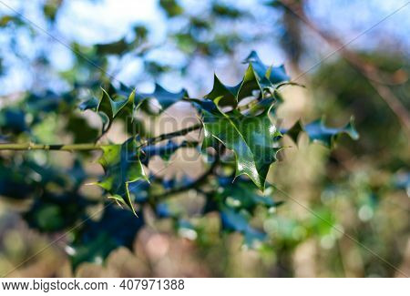 A Group Of Spiky Green Holly Leaves On A Holly Tree In The Middle Of Woodland Scene.