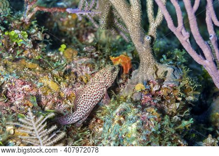 Caribbean Graysby Swimming Near The Coral Reef