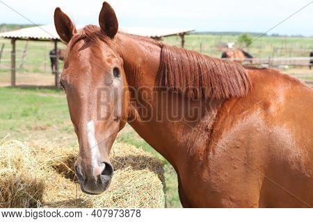 Closeup Of A Brown Colored Blind Horse In Summer Corral Outdoors. Head Of Horse With Missing Eye