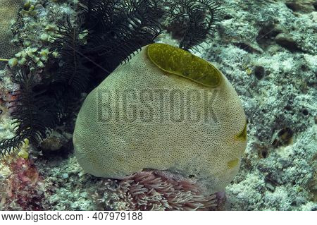 A Barrel-shaped Green Sponge On A Coral Reef Next To A Dark Sea Lily. Underwater Photography. Seyche