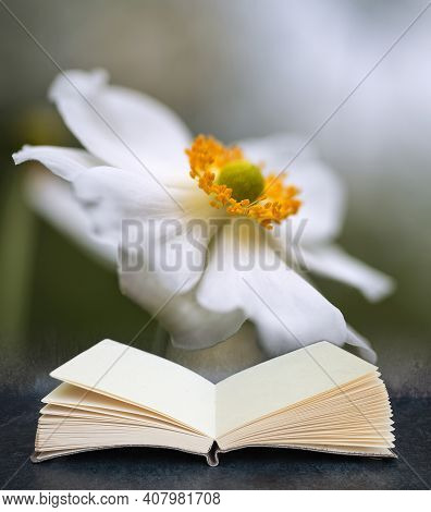 Digital Composite Image Of Beautiful Close Up Image Of White Anemone Flower In Summer Coming Out Of 