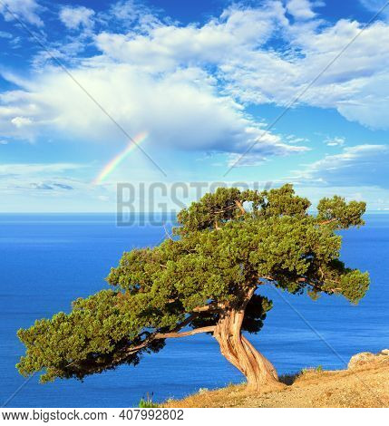 Rainbow In Blue Cloudy Sky Above Summer Juniper Tree On Rock And Sea (