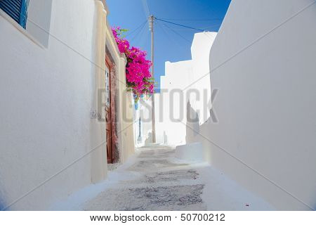 Beautiful Empty Street With Bougainvillea On The Old Traditional White House In  Emporio Santorini,