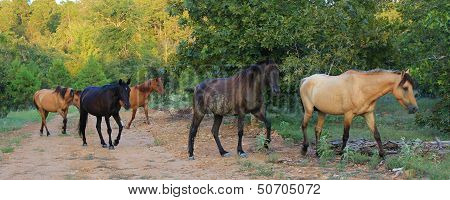 Wild Spanish Mustangs