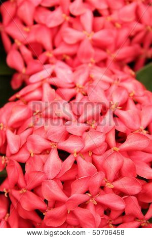 Ixora Coccinea