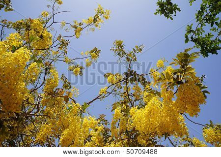 Yellow acacia blossom