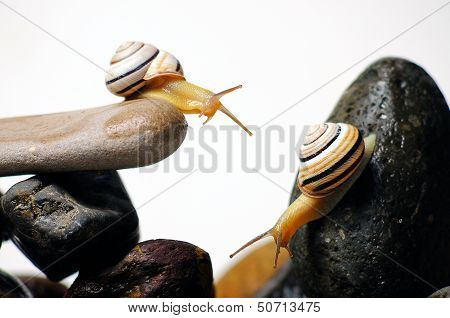 Snails On Rocks