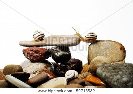 Snails On Rocks