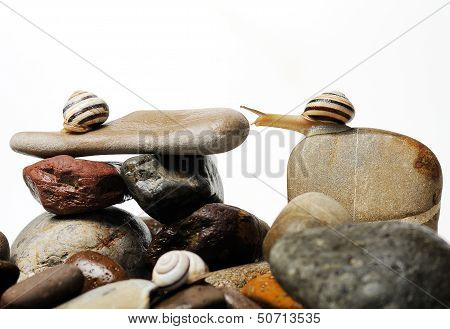 Snails On Rocks