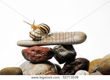 Snails On Rocks