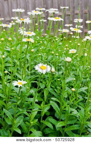 Daisies In The Garden